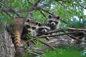Raccoon Control and Removal
